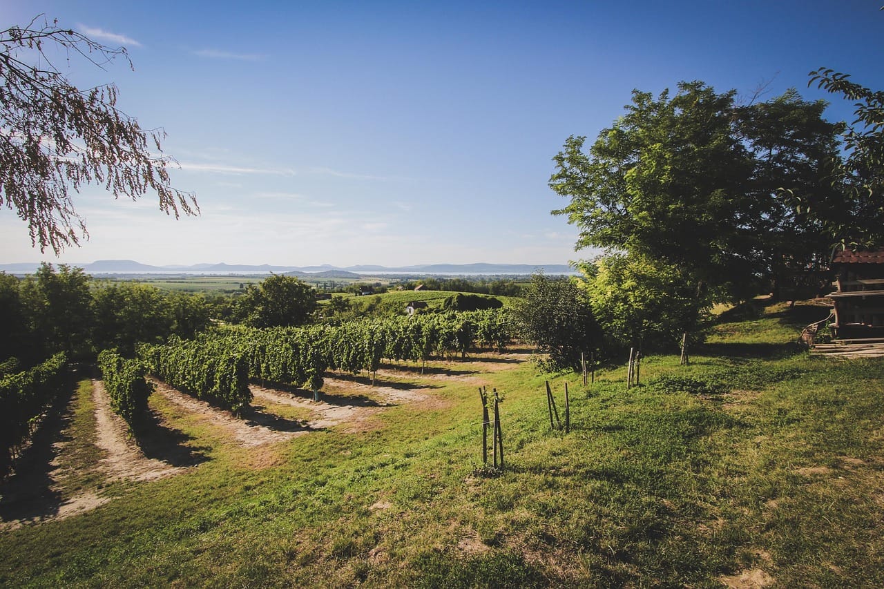 vignes du lac balaton en hongrie